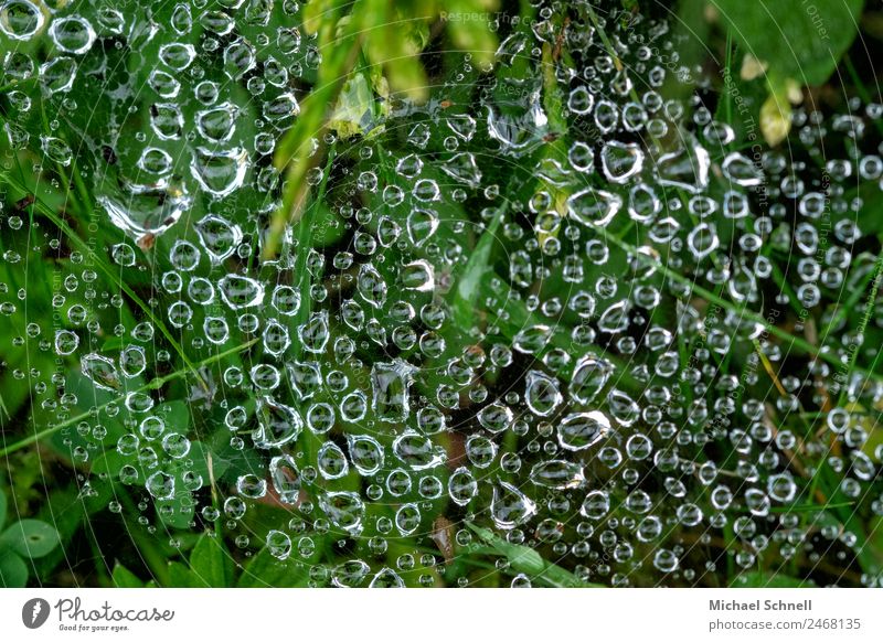 Drops in the spider's web Environment Nature Water Drops of water Rain Meadow Esthetic Fluid Natural Green Wet Dew Colour photo Exterior shot Close-up