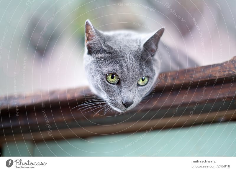 Curious cat Animal Pet Cat Animal face russian blue Short-haired 1 Observe Lie Esthetic Beautiful Curiosity Blue Brown Gray Silver Colour photo Interior shot