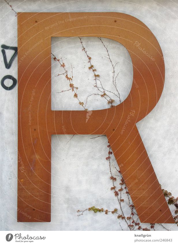 large R Plant Wall (barrier) Wall (building) Sign Characters Graffiti Communicate Large Brown Black White Art Rust Exclamation mark Tendril Virginia Creeper