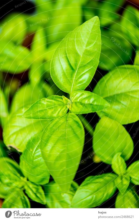 basil Herbs and spices Italian Food Summer Nature Healthy Health care Basil Green leaf Fresh seasoning medicinal plant Mediterranean Coast Spicy Plant Close-up