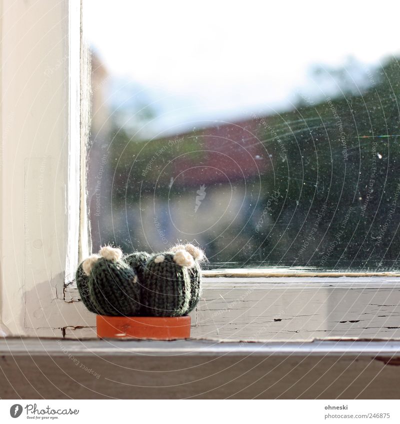 crafted Plant Cactus Houseplant Window Window pane Window frame Window board Dirty Living or residing Wool Colour photo Deserted Copy Space top Day Sunlight