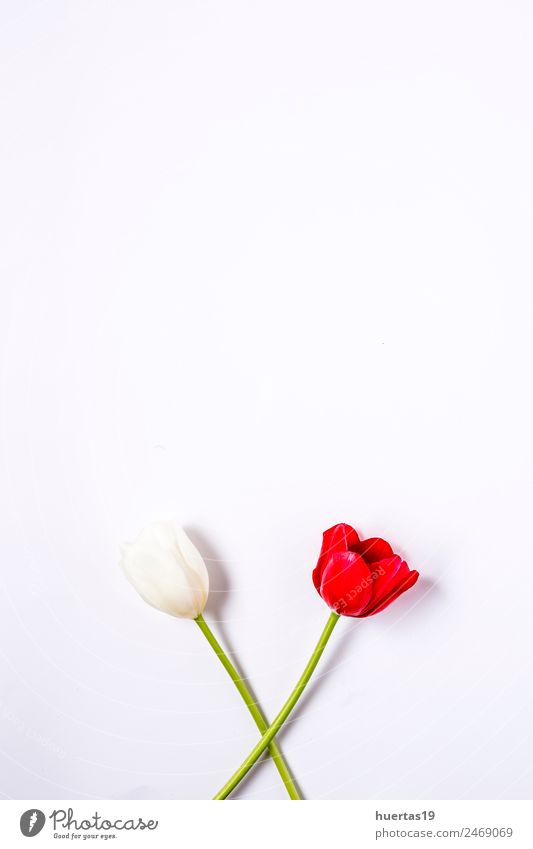 Floral background with red and white tulips Elegant Style Game of cards Valentine's Day Nature Plant Flower Tulip Leaf Bouquet Natural Green Colour Ranunculus