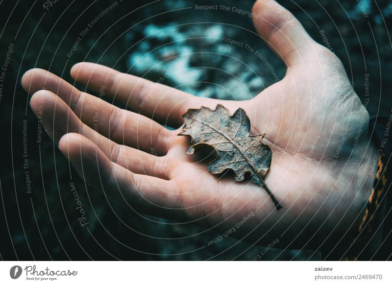 Close-up of a man's hand holding a dried leaf of quercus Design Calm Winter Boy (child) Man Adults Hand Environment Nature Landscape Plant Autumn Tree Leaf Park