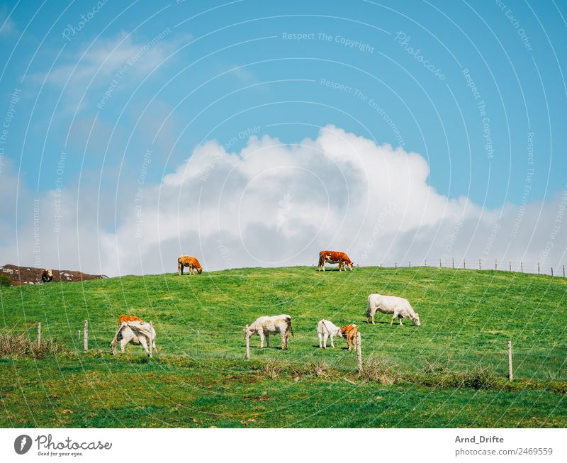 Ireland Landscape Sky Clouds Spring Summer Beautiful weather Meadow Field Hill Animal Farm animal Cow Calf Group of animals Herd Pair of animals Baby animal