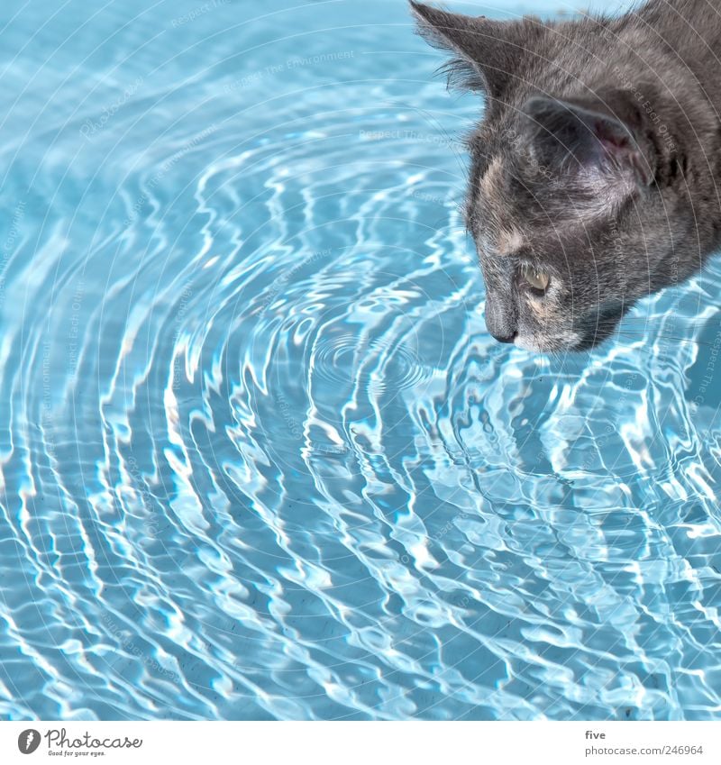 cat empire Water Drops of water Animal Pet Cat Pelt 1 Observe Drinking Blue Swimming & Bathing Colour photo Exterior shot Copy Space left Copy Space bottom Day
