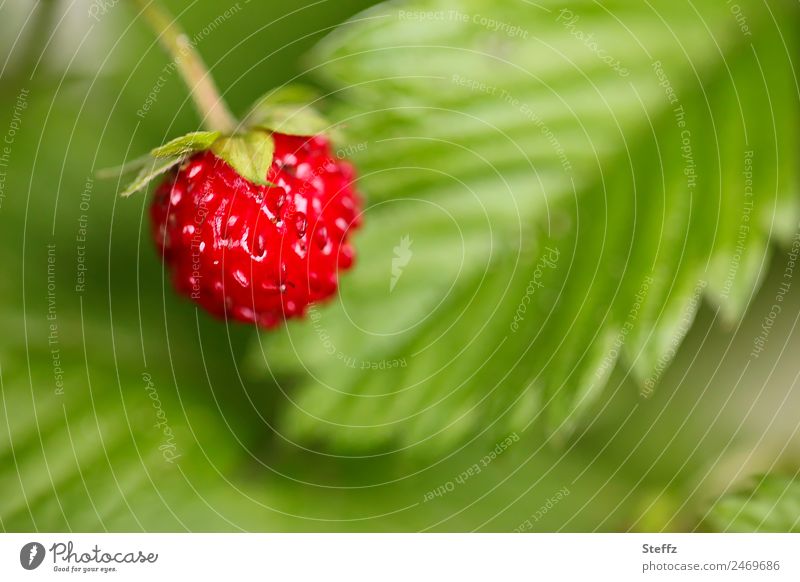 wild strawberry Wild strawberry Fragaria vesca red berry Forest fruit Fruit Snackfruit collected nuts Agricultural crop Wild plant June naturally Red Edible