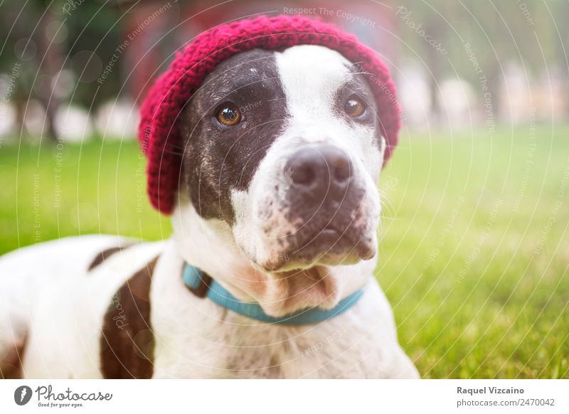Dog looking at the camera Autumn Park Pelt Hat Animal Pet 1 To enjoy Jump Friendliness Good Green Red White Calm Self Control Colour photo Multicoloured