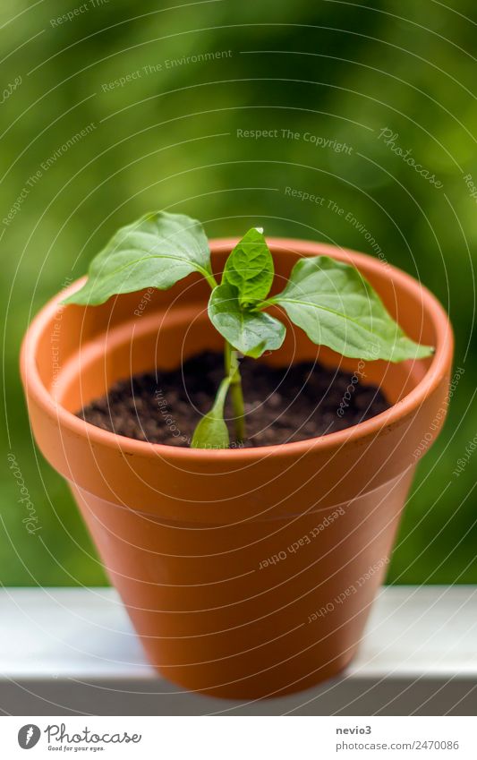 Young chili plant on the balcony Nature Earth Plant Garden Green Chili Balcony Balcony plant Balcony furnishings Handrail Pot Pot plant Tub Leaf Growth Oxygen