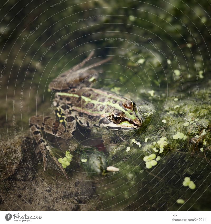 frog Nature Animal Water Plant Aquatic plant River Wild animal Frog 1 Natural Brown Green Colour photo Exterior shot Deserted Day Animal portrait Forward