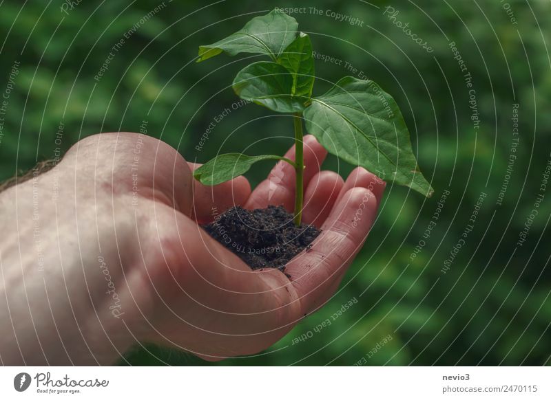 Hand with young plant Environment Plant Foliage plant Agricultural crop Pot plant Garden Park Forest Virgin forest Green Part of the plant Plantlet Extend