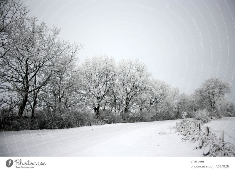 Snow silence Nature Landscape Plant Sky Cloudless sky Winter Ice Frost Tree Bushes Bend Field Fence Lanes & trails Freeze Glittering Bright Cold Clean Gray