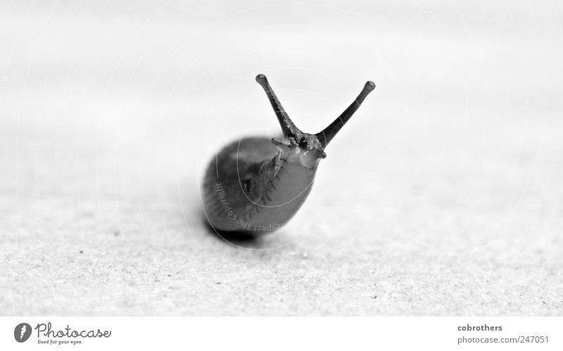 Beautiful Snail Nature Animal Wild animal 1 Stone Concrete Observe Movement Discover Crawl Smiling Looking Elegant Friendliness Small Funny Curiosity Cute Black