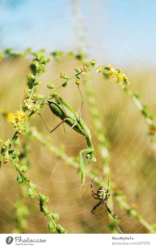 Mantis and Spider Nature Plant Animal Sky Sunlight Summer Climate Wind Grass Leaf Blossom Garden Park Field Wild animal Claw Paw 2 Playing Aggression Blue Brown
