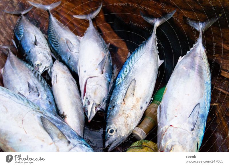 fishies Fish Nutrition Sushi Animal Dead animal Aquarium Group of animals Catch Fresh Delicious Madagascar Food Ocean Colour photo Exterior shot Close-up