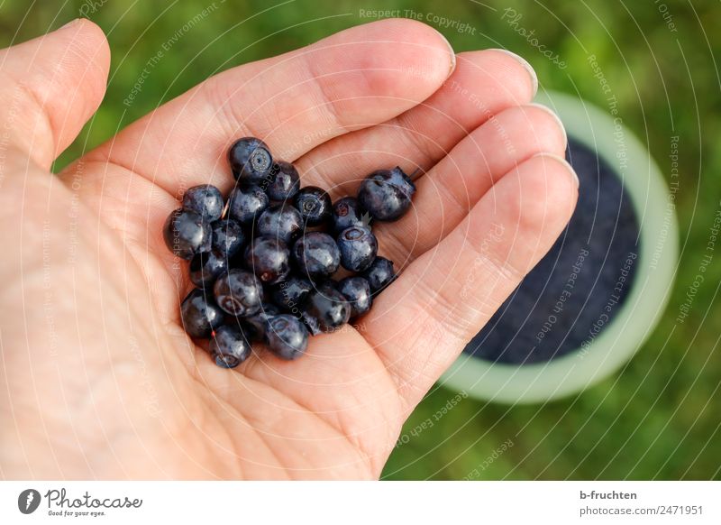 Wild blueberries Food Fruit Organic produce Hand Fingers Garden Meadow Forest Eating To hold on Fresh Healthy Blue To enjoy Blueberry Berries Pick
