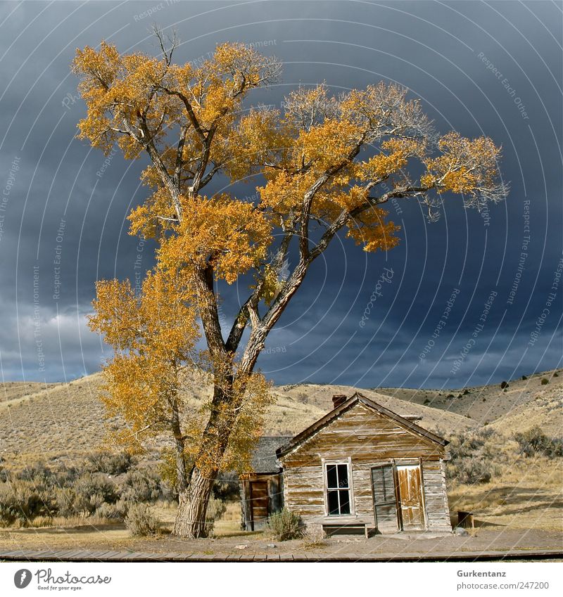 ghost town Storm clouds Sadness Ghost town bannack Bannack State Park Western town Badlands Montana Americas Autumn Indian Summer Yellow Leaf Tree Treetop Hut