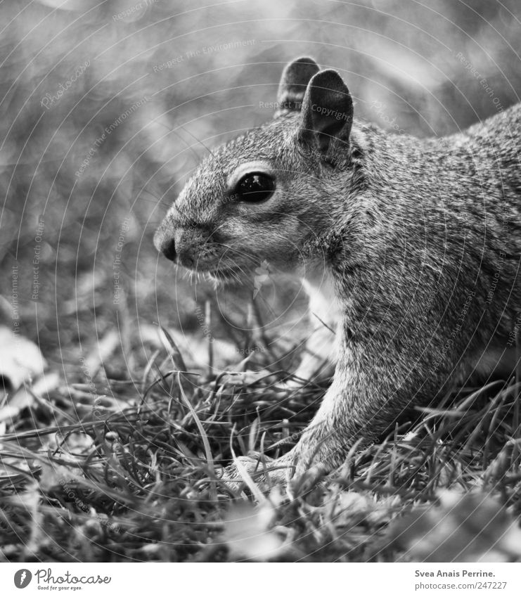 Horn. Garden Park Meadow Animal Wild animal Animal face Pelt Squirrel 1 Exceptional Curiosity Black & white photo Exterior shot Deserted Shallow depth of field