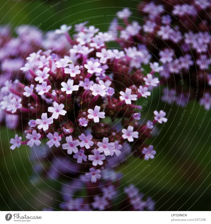 L i L a Nature Plant Flower Garden Park Beautiful Small Violet Joie de vivre (Vitality) Environment Transience Colour photo Close-up Day Shallow depth of field