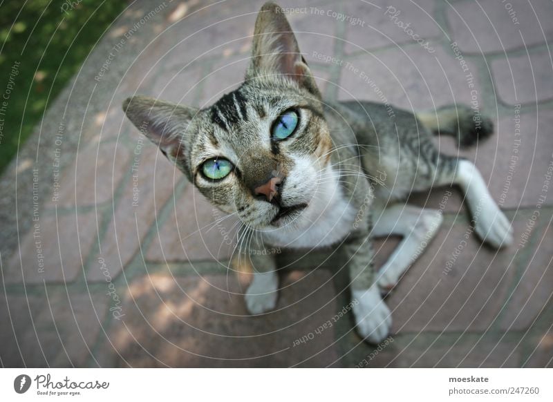  Cat  Nature  Blue Beautiful  a Royalty Free Stock Photo 