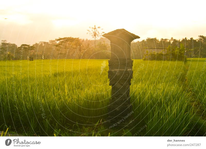 BALI Grain Rice Organic produce Culture Environment Nature Landscape Sunrise Sunset Summer Climate Beautiful weather Plant Grass Agricultural crop Field