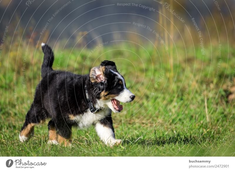 Bernese Mountain Dog Puppy Environment Nature Plant Animal Autumn Grass Foliage plant Meadow Pet 1 Baby animal Running Playing Romp Happiness Crazy Wild Brown