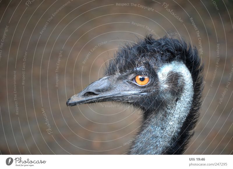 No, I'm not an ostrich! Earth Animal Wild animal Bird Animal face Wing 1 Observe Looking Large Muscular Thin Speed Strong Gray Black Beautiful Curiosity Pride