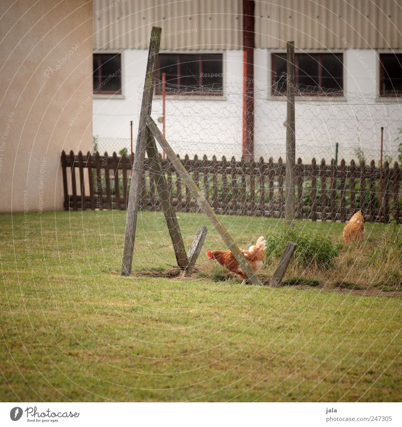 hühnerhof Nature Plant Grass House (Residential Structure) Manmade structures Building Wall (barrier) Wall (building) Facade Window Animal Barn fowl 2 Natural