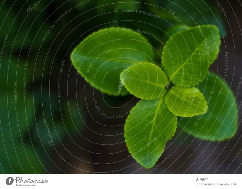 Turned once around itself... Environment Nature Plant Leaf Foliage plant Green Rotate golden spiral Opposite Garden Part of the plant Colour photo