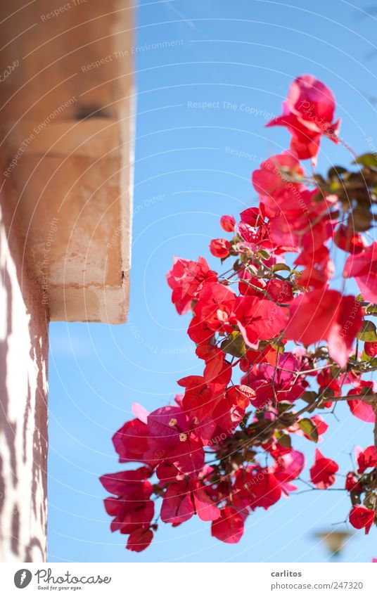 girl's photo Animal Cloudless sky Summer Beautiful weather Plant Bougainvillea Wall (barrier) Wall (building) Blossoming Fragrance Esthetic Dry Mediterranean