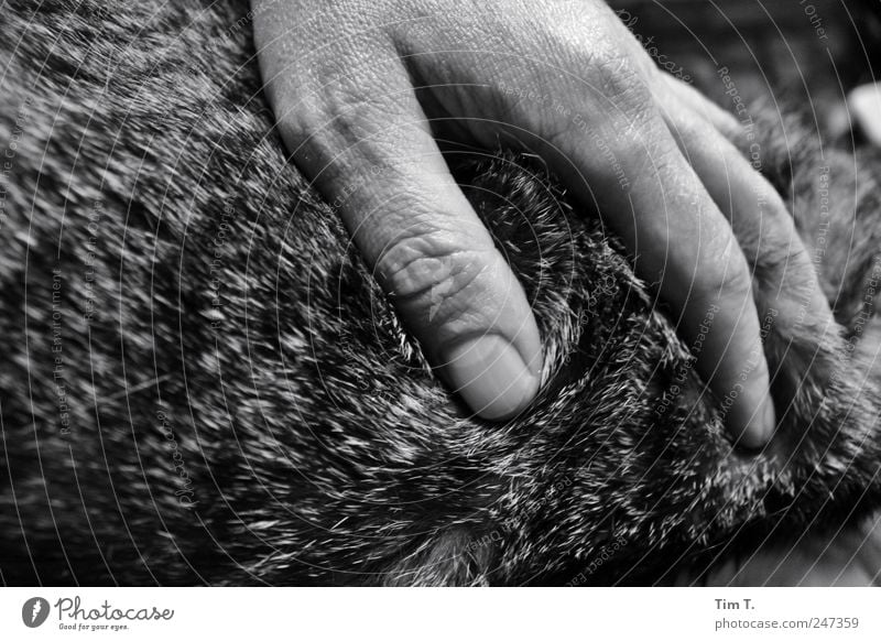 cat love Human being Masculine Hand 1 Animal Pet Cat Pelt Emotions Secrecy Warm-heartedness Sympathy Friendship Together Love of animals Black & white photo