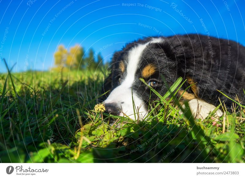 Bernese Mountain Dog Puppy Nature Animal Sky Summer Beautiful weather Grass Meadow Deserted Pet 1 Baby animal Lie Looking Cute Blue Brown Green Black