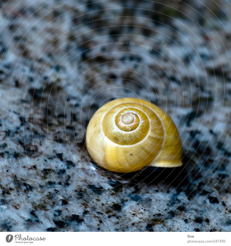 cot Nature Garden Animal Snail Sleep Snail shell Floor covering Paving tiles Circle Colour photo Exterior shot Close-up Detail Macro (Extreme close-up)