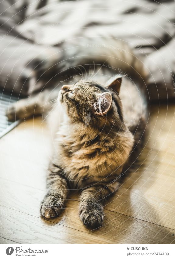 Cat on the floor Lifestyle Living or residing Animal Pet 1 Love of animals Design Ground House (Residential Structure) Lie Parquet floor Siberian cat