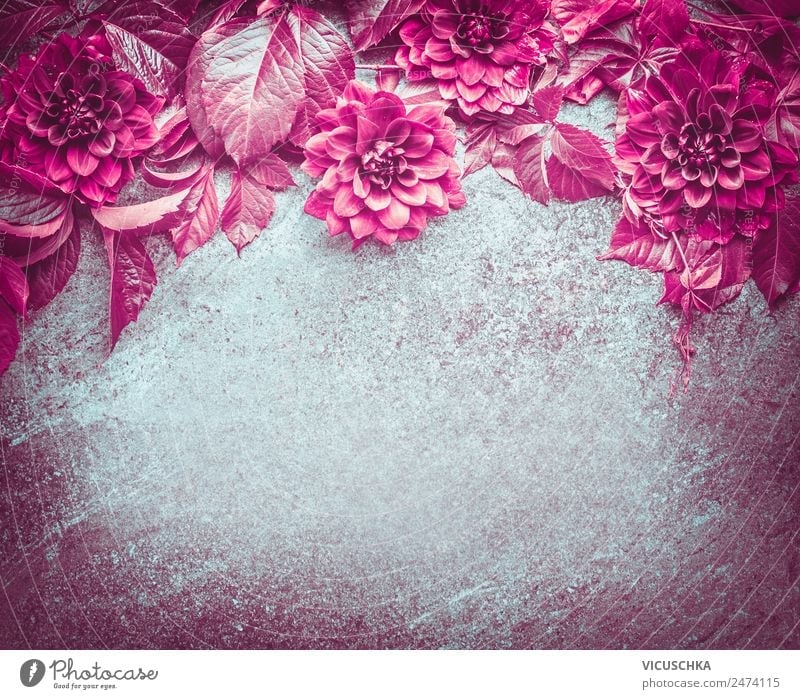 BackgroundFrame with magenta flowers and leaves Style Design Nature Plant Flower Blossom Decoration Bouquet Ornament Retro Pink Composing Background picture