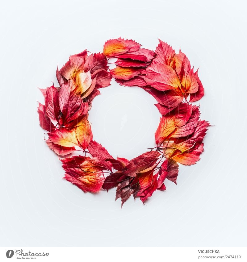 Wreath of red autumn leaves on white Style Design Thanksgiving Nature Autumn Leaf Decoration Ornament Yellow Composing Background picture Symbols and metaphors