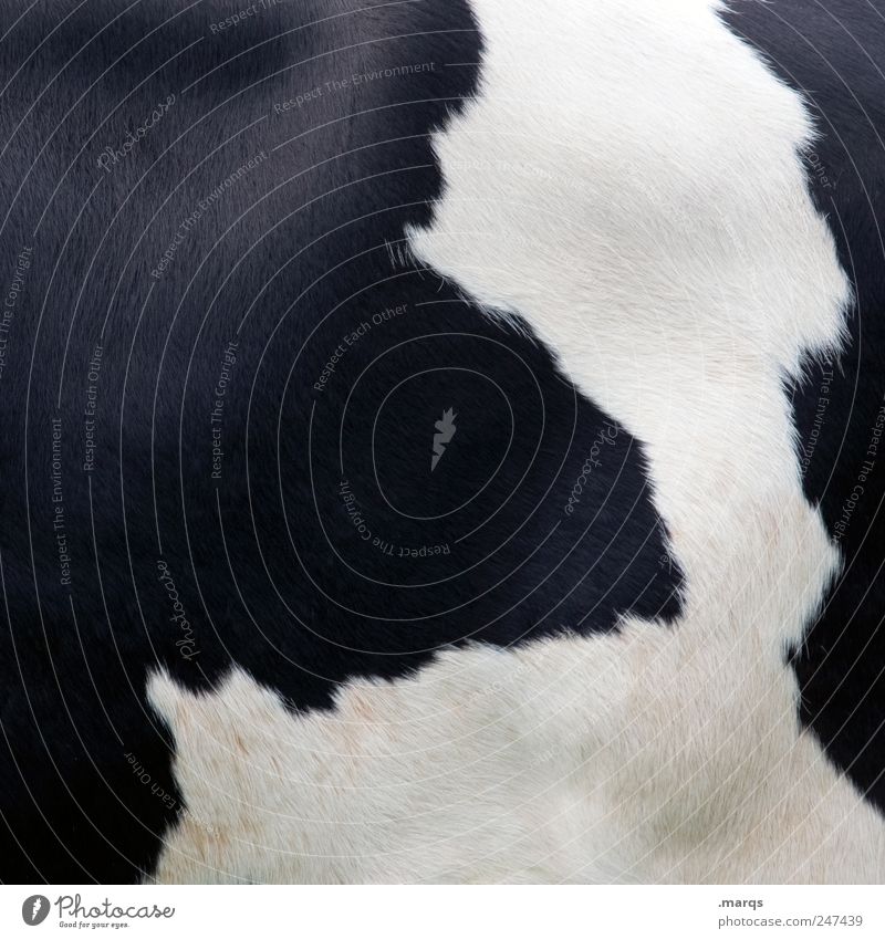 Q Animal Cow Simple Black White Cowhide Agriculture Leather Colour photo Exterior shot Close-up Pattern Structures and shapes Deserted Copy Space left