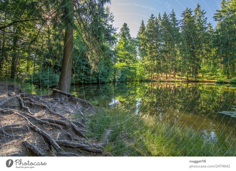 Idyll by the lake I Environment Nature Landscape Plant Earth Sand Water Sky Cloudless sky Sun Sunlight Spring Summer Autumn Climate Beautiful weather Tree