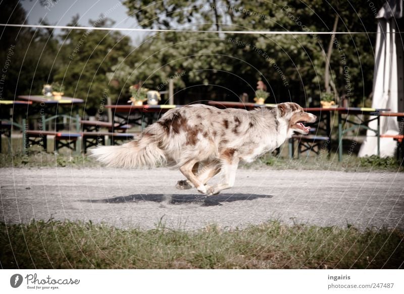 canter Pet Dog 1 Animal Movement Hunting Walking Running Jump Esthetic Elegant Healthy Brash Free Speed Enthusiasm Willpower Love of animals Life Joy