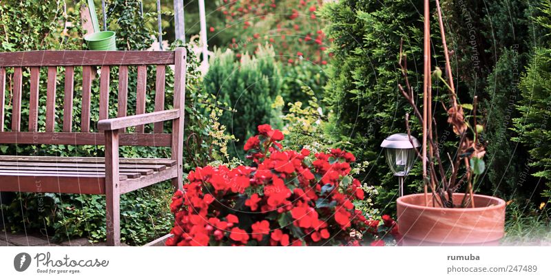 Terrace idyll Leisure and hobbies Garden Nature Plant Summer Beautiful weather Bushes Blossom Pot plant Relaxation To enjoy Living or residing Brown Green Red