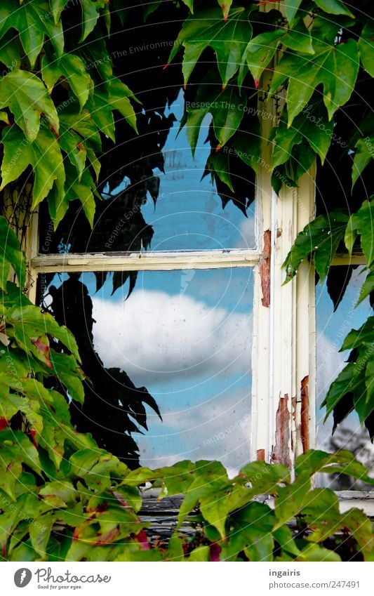 Window to the sky House (Residential Structure) Environment Sky Clouds Ivy Building Facade Old Growth Living or residing Natural Happy Safety Protection Romance