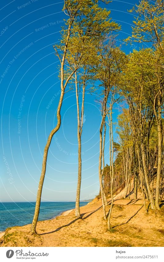Beach at the Polish Baltic Sea coast Nature Vacation & Travel Tourism Poland Wild Lonely Natural trees Dune me Blue Caribbean Sky Beautiful vacation Oasis