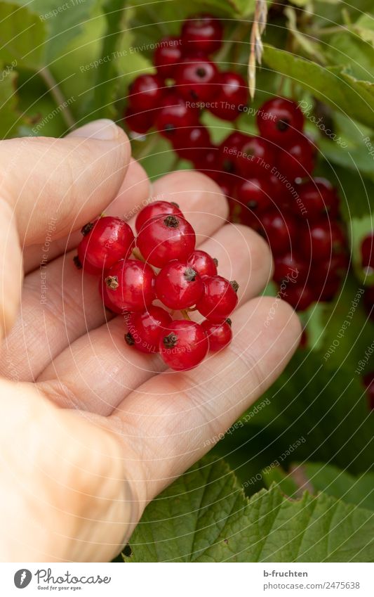 Red Currants Food Fruit Organic produce Man Adults Hand 30 - 45 years Plant Bushes To hold on Hang Fresh Redcurrant Berries Harvest Mature Fruity Candy