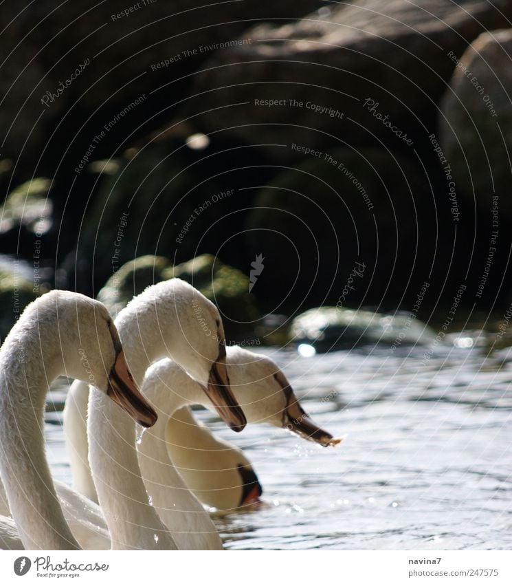 swans Swan 4 Animal Flock Animal family Loyalty To feed Together White Colour photo Subdued colour Exterior shot Day Central perspective
