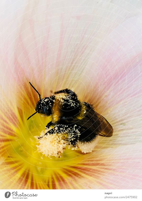 Bumblebee in a hollyhock blossom Nature Plant Animal Summer Flower Hollyhock Wild animal Bumble bee 1 Work and employment Blossoming Make Natural Pink