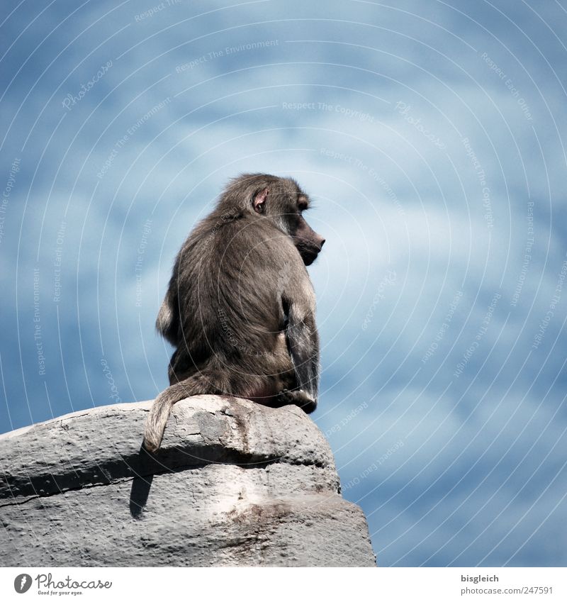 alpha Sky Clouds Animal Wild animal Zoo Monkeys Baboon 1 Sit Wait Blue Gray Rock alphatier strands Dominant Colour photo Subdued colour Exterior shot Deserted