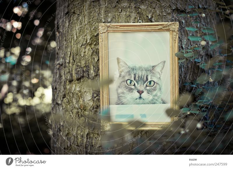 cat tree Environment Nature Tree Bushes Leaf Cat Animal face Hang Old Exceptional Cool (slang) Funny Gold Image Tree trunk Picture frame Noble cat picture
