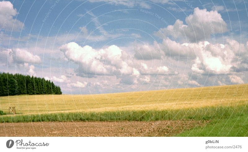 cornfield & sky Sky Clouds Nature Landscape Freedom