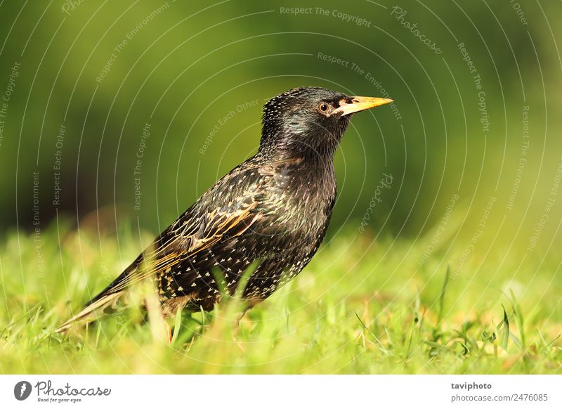 close up of common starling Beautiful Garden Nature Animal Park Bird Cute Wild Green Black Colour Starling sturnus vulgaris plumage wildlife Beak wing eye