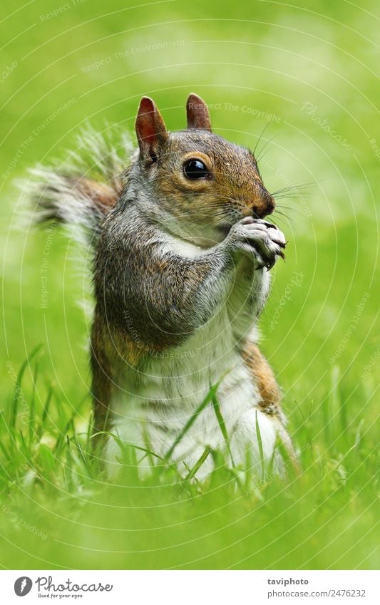 grey squirrel in the park Eating Beautiful Nature Animal Grass Park Feeding Stand Friendliness Small Natural Cute Wild Brown Gray Green Appetite Sciurus