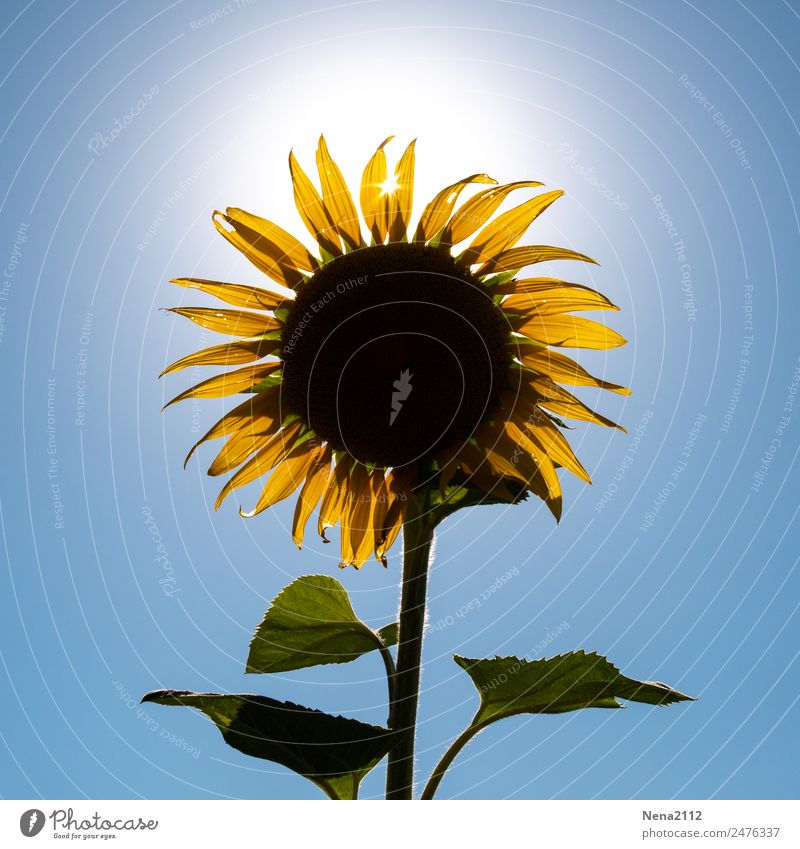 Hey, sun! Environment Nature Plant Sky Cloudless sky Beautiful weather Flower Agricultural crop Garden Field Yellow Summer Summery Large Sunflower oil